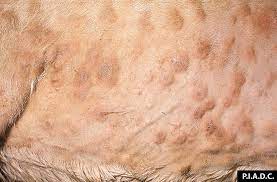 Sheep And Goat Pox Disease Images Cfsph