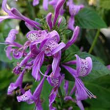 Image result for Hypoestes aristata