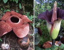 We did not find results for: Bunga Raflesia Pengertian Ciri Habitat Dan Gambarnya