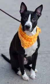 Black And White Pitbull Mix Puppy Adopt Casper On Petfinder Black And White Pitbull Pitbull Mix Dog Images