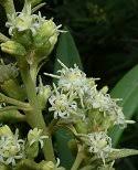 Image result for Brachylaena ilicifolia