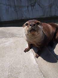 cheeky otter shows off his tongue カワウソ 動物 生き物