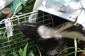 Celebrities from michael jackson to salvador dali have popularized the idea of owning exotic animals as house pets. 10 Cheap Exotic Pets Pethelpful