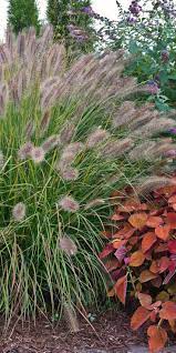 Prairie Winds Desert Plains Fountain Grass Pennisetum Alopecuroides Ornamental Grasses Autumn Garden Grasses Landscaping