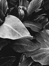 Black And White Plants Photography Discover And Share The Most Beautiful Images From Around The World Plants Tumblr Photography Instagram Theme