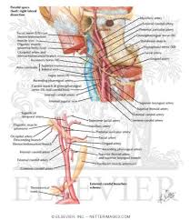 Click now to learn more! Carotid Arteries