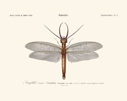 Black And Yellow Dragonfly Canada Beautiful Dragonfly Entomology Art Looks Stunning In Your Home School And Office Insect Art Biology Art Vintage Prints