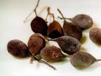 Image result for Dialium schlechteri