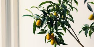 Multimodale transporte in deutschland und europa. 9 Best Low Light Indoor Fruit Trees To Grow At Home