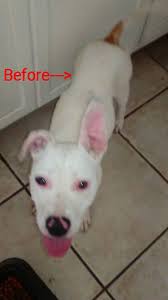 Welcome Savannah to her new home. She is 4 yrs old working