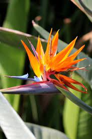 Bird Of Paradise Strelitzia Reginae Catania Sicily Italy Birds Of Paradise Tropical Flowers Tropical Plants