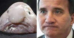 Stefan löfven vill ha färre flyktingar. Stefan Lofven Blobfish Tvillingar Lika Som Bar Either We Stay With A Decent Democracy Or We Choose Another Path Stefan Lofven Told The Bbc Milagro7d1 Images
