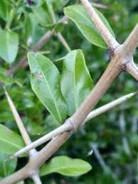 Image result for Scutia