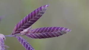 Image result for Eragrostis echinochloidea