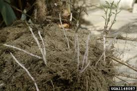 Image result for Striga asiatica