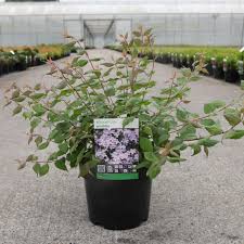 Image result for Kolkwitzia