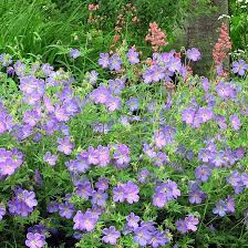 Image result for Geranium bohemicum Orhcid Blue
