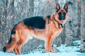Healthy and trained · expert shepherd breeder · 100% guaranteed German Shepherd Breeders In Pennsylvania Reviewed Breeder Review