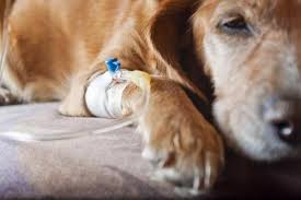 These tumors are caused by. Brain Tumors In Dogs Causes Symptoms And Treatment