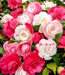 Pin Von Annemarie S J De Vreese Auf 2020 Garten Pflanzen Winterhart