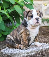 English bulldog puppies for sale. Kisses English Bulldog Puppy For Sale In New Holland Pa Happy Valentines Day Happyvalentinesday2016i