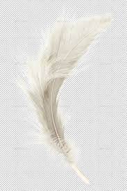 Pin By Bashayer On ثيم الريش Feather Png Free Business Card Templates