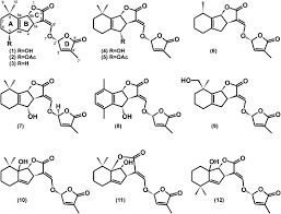 Image result for Alectra orobanchoides