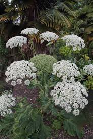 Image result for Heracleum