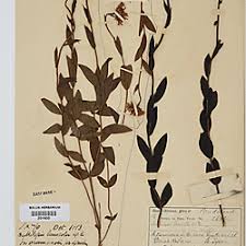 Image result for Callilepis laureola