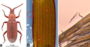 A daniels termite & pest contr. Nematode Free Agricultural System Of A Fungus Growing Termite Scientific Reports