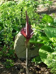 Image result for Amorphophallus