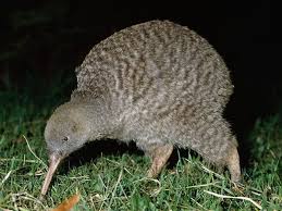 50unusual Animals Endangered Animals Weird Animals Endangered Animals List
