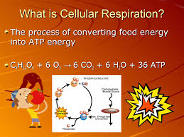 Cellular Respiration | PPT