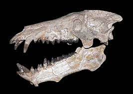 Archaeotherium Mortoni Skull Wikipedia Prehistoric Wildlife Extinct Animals Fossils