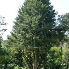 Image result for Podocarpus latifolius