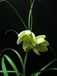 Fritillaria Verticillata1tanak Fritillaria Verticillata Is An Asian Plant In The Lily Family Native To Japan Korea Plants Asian Plants Planting Flowers