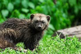 Group cute baby arctic animals in new year clothes with christmas tree. 10 Of The Cutest Animals That Live In The Arctic