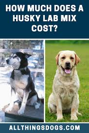 Husky Lab Mix Price Husky Lab Husky Lab Mixes Husky Breeds