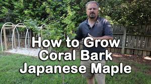 Japanese maple tree mature height. How To Grow Coral Bark Japanese Maple Ornamental Tree With Coral Colored Bark Youtube