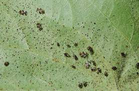 The fluffy looking stuff is the waxy secretions that cling to the aphids' bodies. Lace Bugs Umn Extension