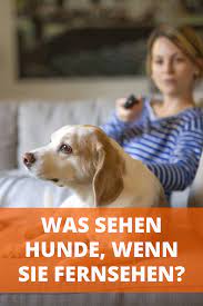 wie sehen hunde im fernsehen die frage untersuchten sogar wissenschaftler ob hunde sender wie dog tv sehen sollen bleibt tr wie sehen hunde hunde hund bellt