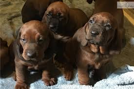 They are all great with children and love to snuggle. Redbone Coonhound Puppy For Sale Near Ventura County California Bc0ee092 1ed1