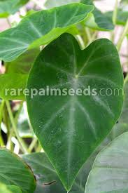 Image result for Remusatia