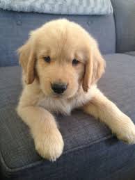 This should increase by about one hour per month of age, so. Our Golden Retriever Harper 8 Weeks Old Goldenretrieverpuppies Cute Dogs Golden Retriever Retriever Puppy