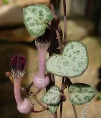 Image result for Ceropegia breviflora