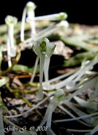 Image result for Microcoelia physophora