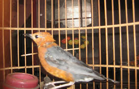 We did not find results for: Cara Merawat Anis Merah Mabung Agar Cepat Tumbuh Kembali Bulunya Kicaumania Net