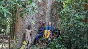 Image result for Pauridiantha dewevrei