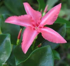 Image result for Alafia caudata