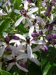 Image result for Melia azedarach